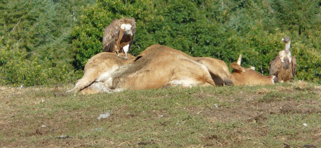 dead cow eaten by scavenger vultures